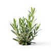 Azuna Tea Tree Air Freshener Gel Refill Natural Odor-5