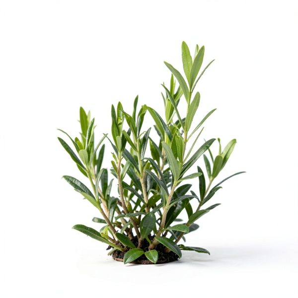 Azuna Tea Tree Air Freshener Gel Refill Natural Odor-5